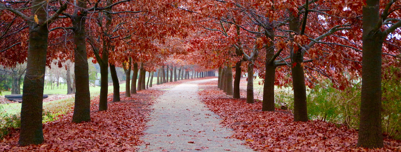Beechworh autumn Beechworh autumn